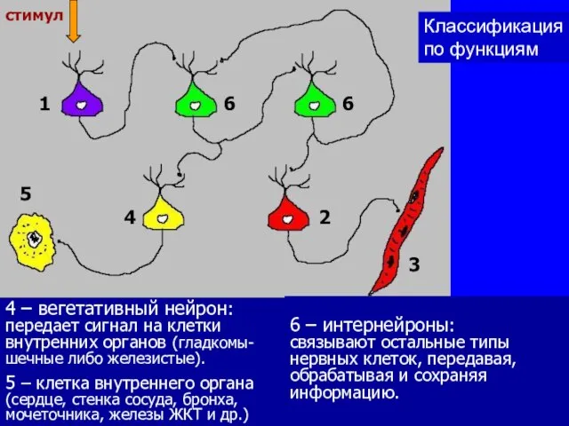 1 – сенсорный нейрон: воспринимает стимулы из внешней среды (либо из внутренней