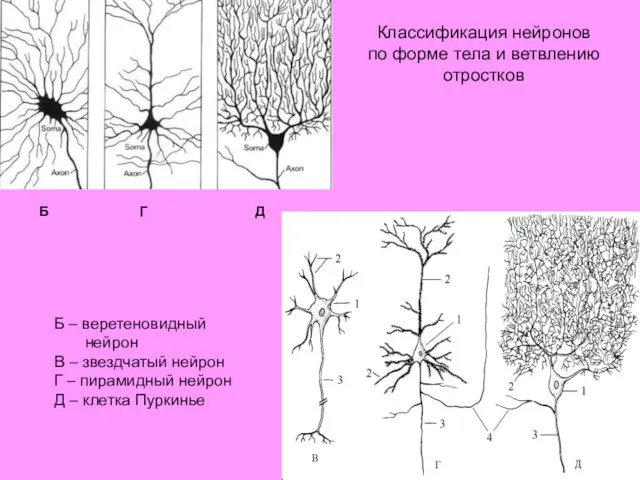 Б – веретеновидный нейрон В – звездчатый нейрон Г – пирамидный нейрон