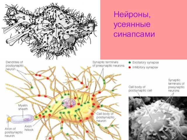 Нейроны, усеянные синапсами