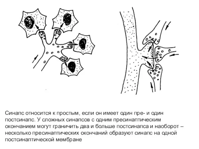 Синапс относится к простым, если он имеет один пре- и один постсинапс.