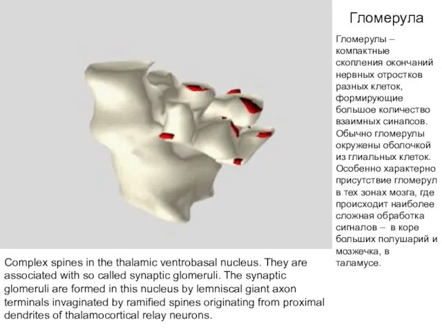 Гломерула Complex spines in the thalamic ventrobasal nucleus. They are associated with