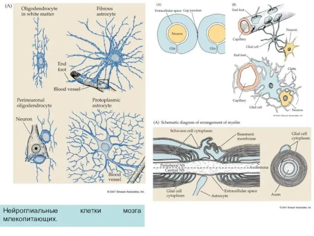 Нейроглиальные клетки мозга млекопитающих.