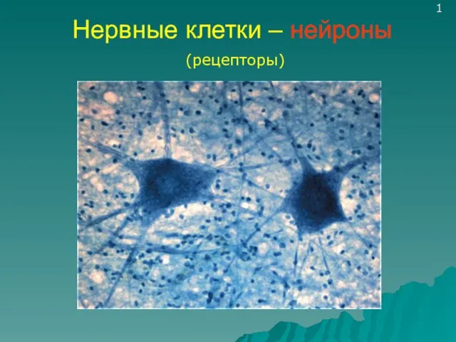 Нервные клетки – нейроны (рецепторы) 1