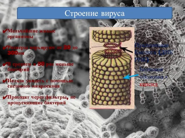 Строение вируса Мельчайшие живые организмы Размеры варьируют от 20 до 300нм В