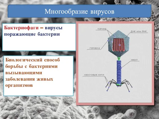 Многообразие вирусов Бактериофаги – вирусы поражающие бактерии Биологический способ борьбы с бактериями вызывающими заболевания живых организмов