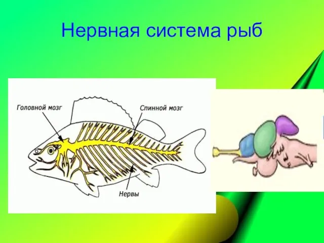 Нервная система рыб