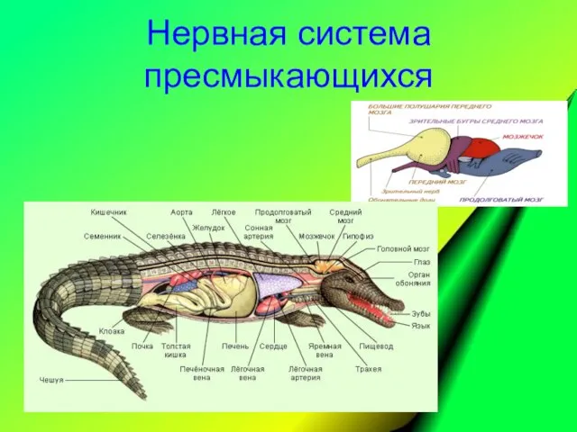 Нервная система пресмыкающихся