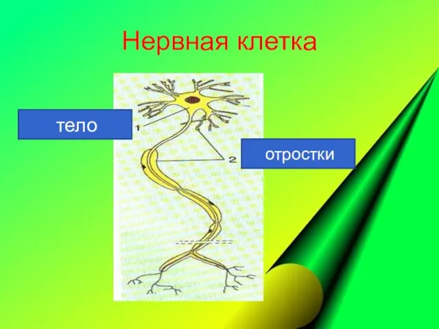 Нервная клетка тело отростки