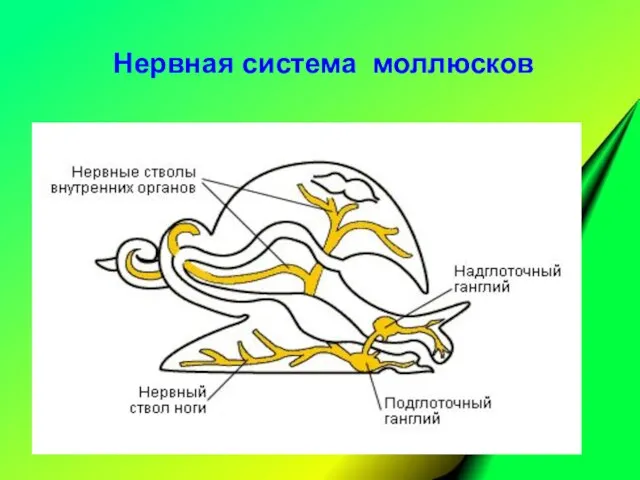 Нервная система моллюсков