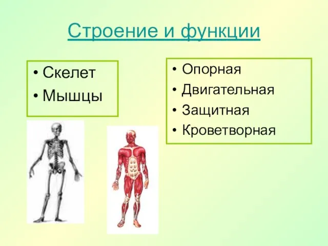 Строение и функции Скелет Мышцы Опорная Двигательная Защитная Кроветворная