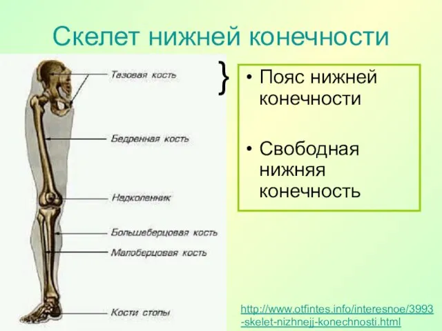 Скелет нижней конечности http://www.otfintes.info/interesnoe/3993-skelet-nizhnejj-konechnosti.html Пояс нижней конечности Свободная нижняя конечность }