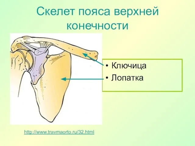 Скелет пояса верхней конечности Ключица Лопатка http://www.travmaorto.ru/32.html