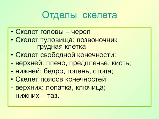 Отделы скелета Скелет головы – череп Скелет туловища: позвоночник грудная клетка Скелет