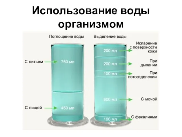 Использование воды организмом