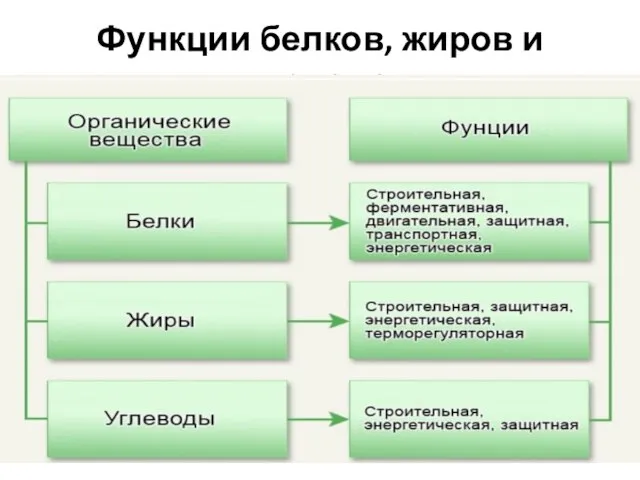 Функции белков, жиров и углеводов