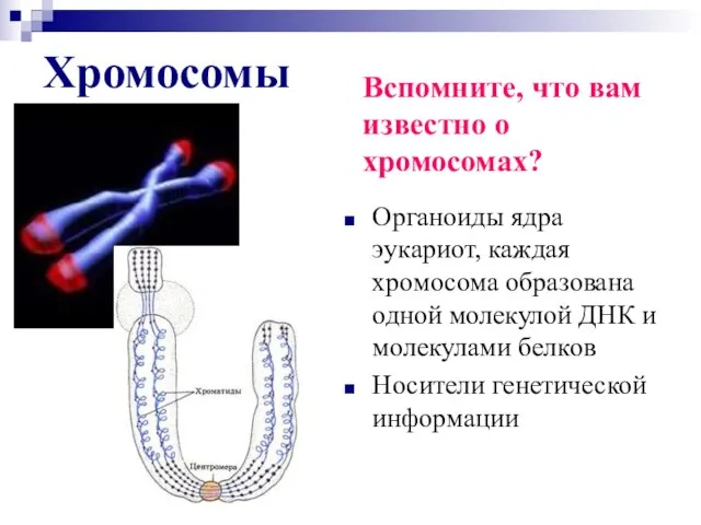 Хромосомы Органоиды ядра эукариот, каждая хромосома образована одной молекулой ДНК и молекулами