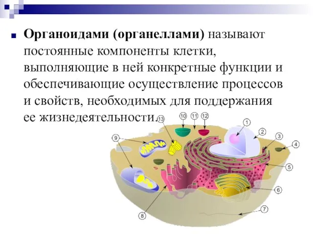 Органоидами (органеллами) называют постоянные компоненты клетки, выполняющие в ней конкретные функции и