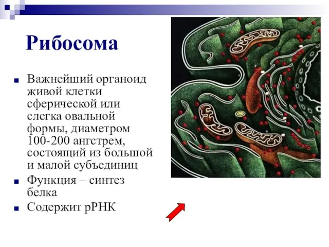 Рибосома Важнейший органоид живой клетки сферической или слегка овальной формы, диаметром 100-200