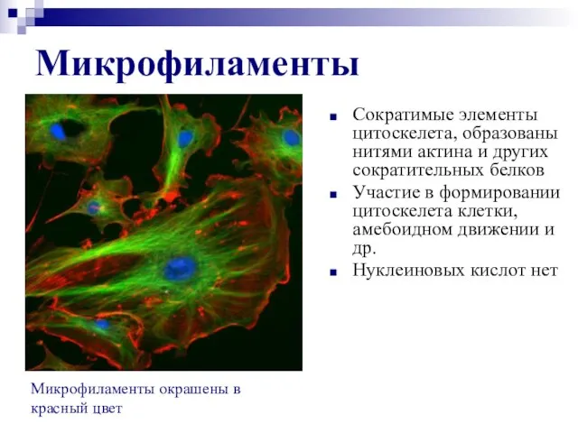 Микрофиламенты Сократимые элементы цитоскелета, образованы нитями актина и других сократительных белков Участие