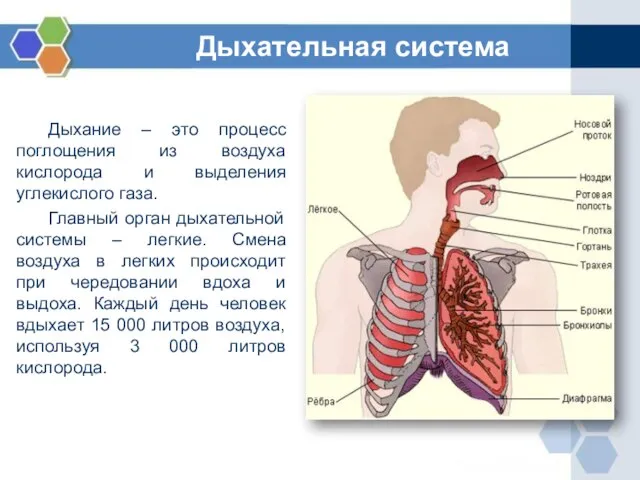 Дыхание – это процесс поглощения из воздуха кислорода и выделения углекислого газа.