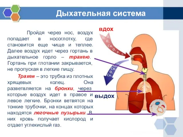 Пройдя через нос, воздух попадает в носоглотку, где становится еще чище и