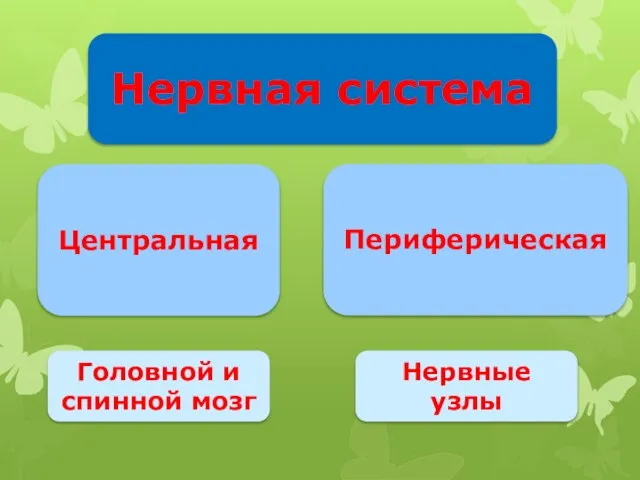 Нервная система Центральная Периферическая Головной и спинной мозг Нервные узлы