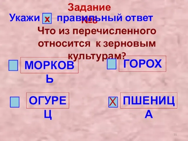 Задание №8 Укажи правильный ответ х Что из перечисленного относится к зерновым