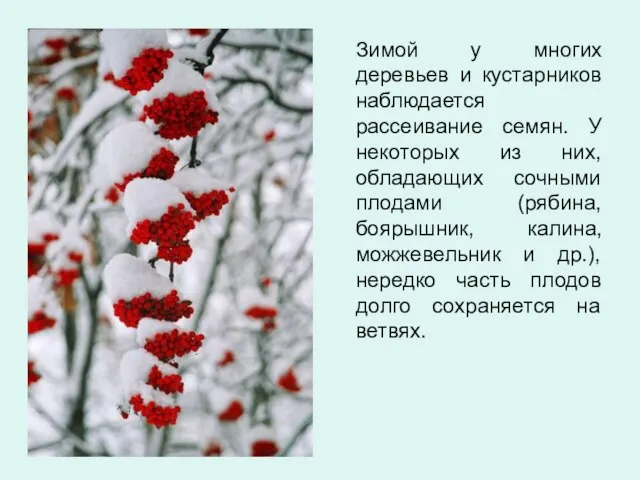 Зимой у многих деревьев и кустарников наблюдается рассеивание семян. У некоторых из