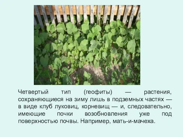 Четвертый тип (геофиты) — растения, сохраняющиеся на зиму лишь в подземных частях