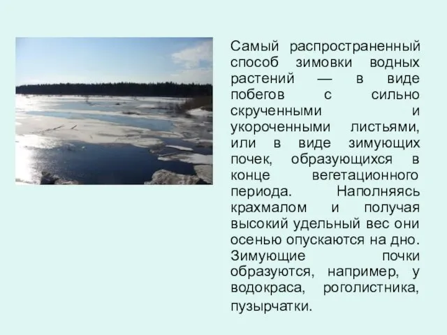 Самый распространенный способ зимовки водных растений — в виде побегов с сильно