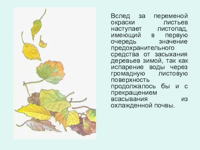 Вслед за переменой окраски листьев наступает листопад, имеющий в первую очередь значение