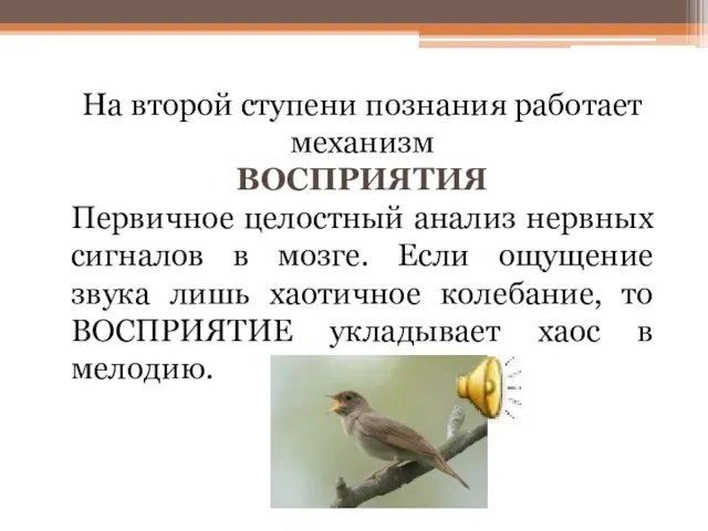 На второй ступени познания работает механизм ВОСПРИЯТИЯ Первичное целостный анализ нервных сигналов