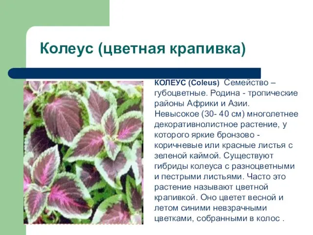 Колеус (цветная крапивка) КОЛЕУС (Coleus) Семейство – губоцветные. Родина - тропические районы