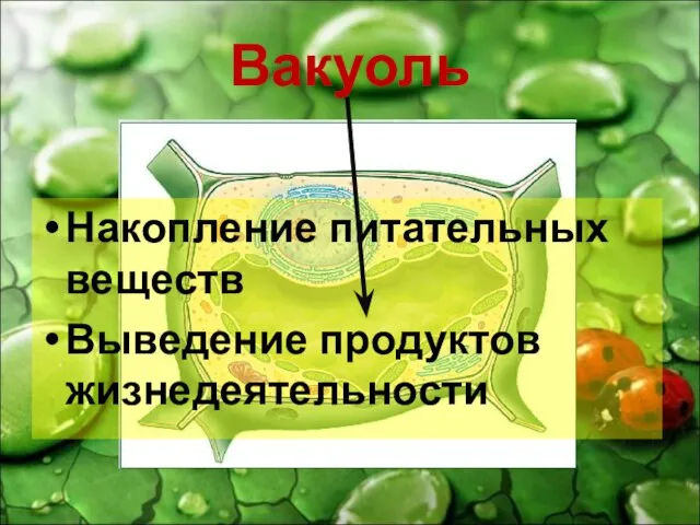 Вакуоль Накопление питательных веществ Выведение продуктов жизнедеятельности