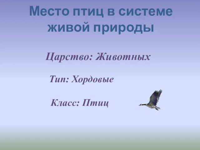 Место птиц в системе живой природы Царство: Животных Тип: Хордовые Класс: Птиц