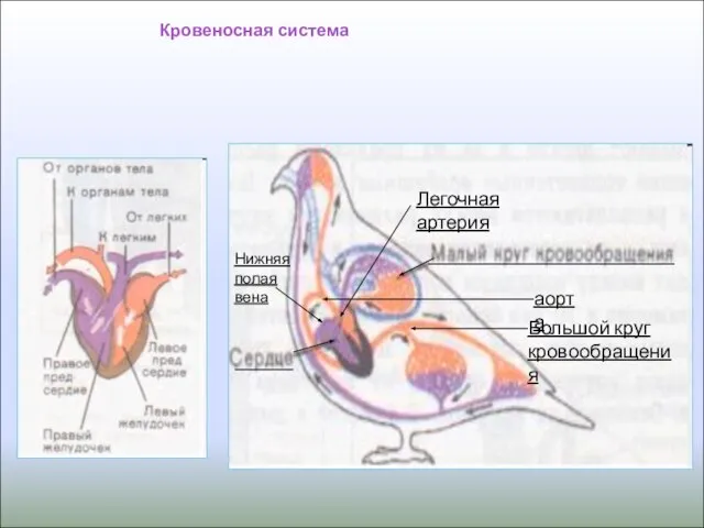 аорта Большой круг кровообращения Легочная артерия Кровеносная система Нижняя полая вена