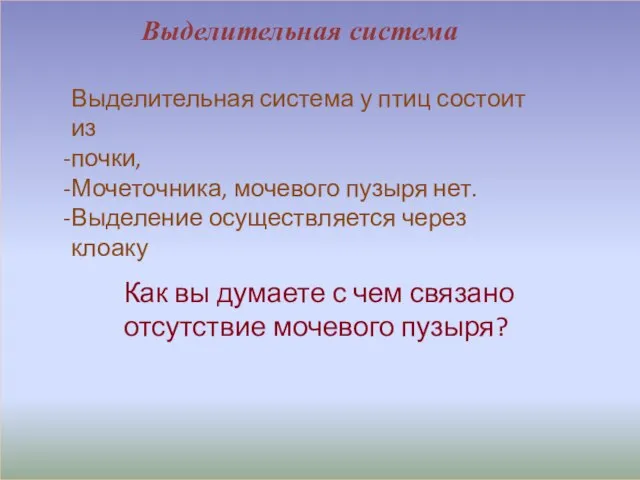 Выделительная система Выделительная система у птиц состоит из почки, Мочеточника, мочевого пузыря