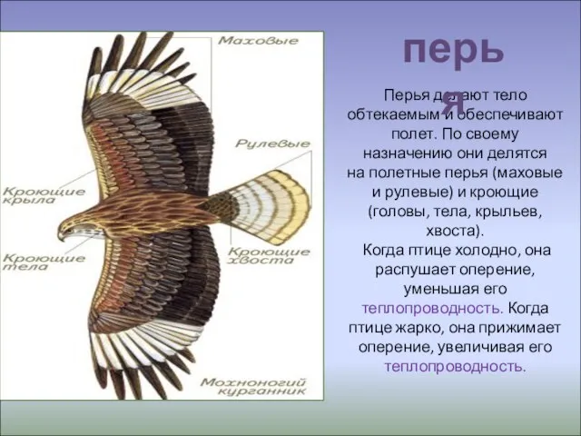 Перья делают тело обтекаемым и обеспечивают полет. По своему назначению они делятся