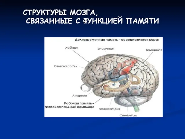 СТРУКТУРЫ МОЗГА, СВЯЗАННЫЕ С ФУНКЦИЕЙ ПАМЯТИ