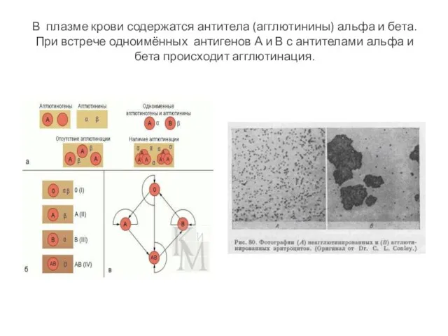 В плазме крови содержатся антитела (агглютинины) альфа и бета. При встрече одноимённых