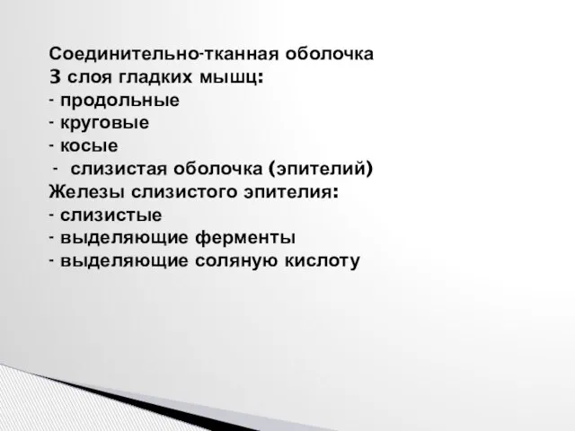 Соединительно-тканная оболочка 3 слоя гладких мышц: - продольные - круговые - косые