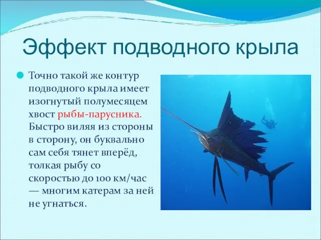 Эффект подводного крыла Точно такой же контур подводного крыла имеет изогнутый полумесяцем