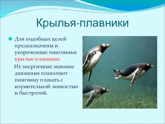 Крылья-плавники Для подобных целей предназначены и укороченные пингвиньи крылья-плавники. Их энергичные маховые