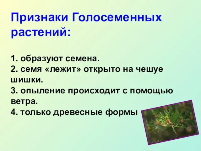 Признаки Голосеменных растений: 1. образуют семена. 2. семя «лежит» открыто на чешуе