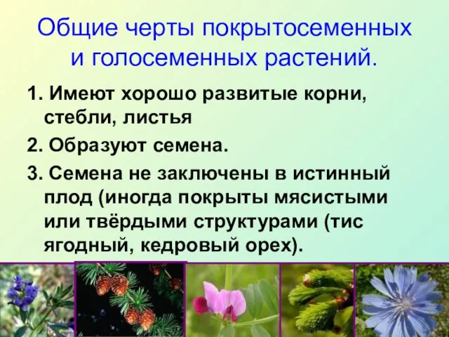 Общие черты покрытосеменных и голосеменных растений. 1. Имеют хорошо развитые корни, стебли,