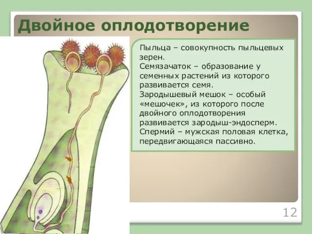 Двойное оплодотворение Пыльца – совокупность пыльцевых зерен. Семязачаток – образование у семенных