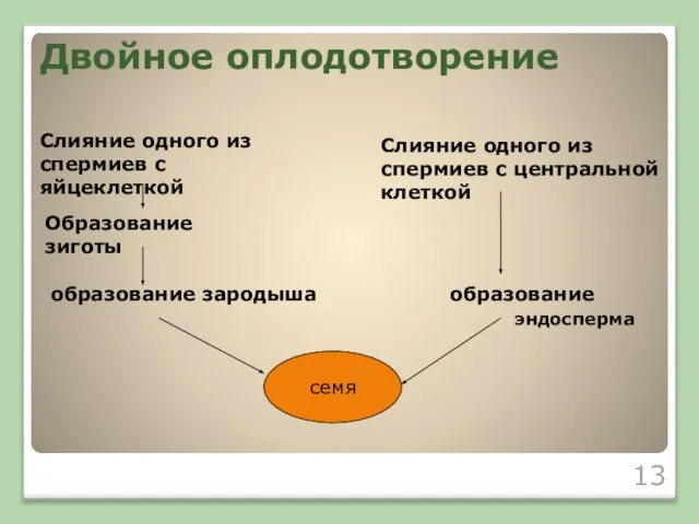 Двойное оплодотворение Слияние одного из спермиев с яйцеклеткой Образование зиготы образование зародыша