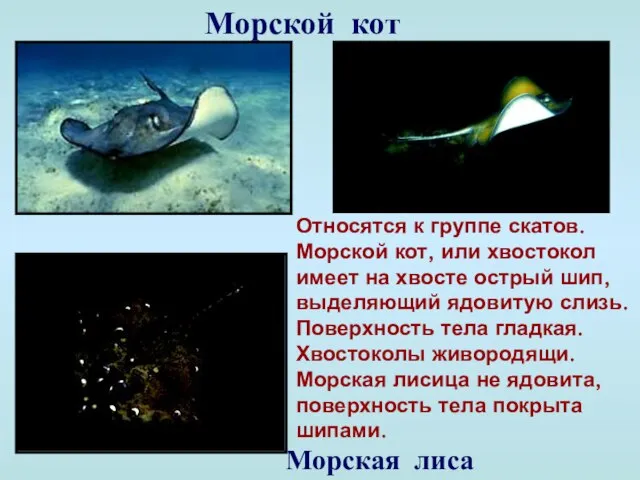 Морской кот Морская лиса Относятся к группе скатов. Морской кот, или хвостокол