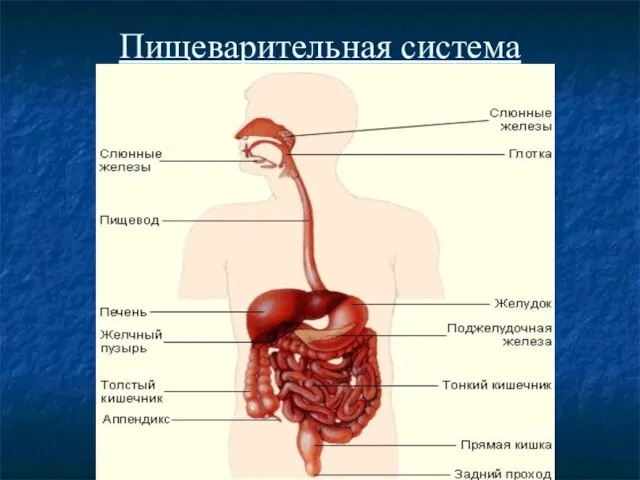 Пищеварительная система