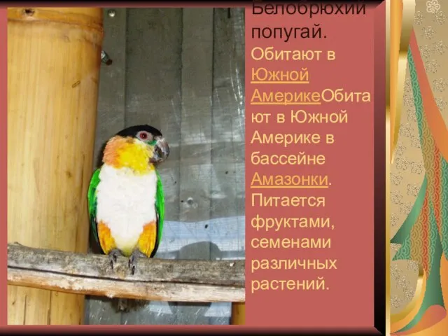 Белобрюхий попугай. Обитают в Южной АмерикеОбитают в Южной Америке в бассейне Амазонки.